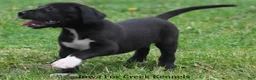 Great Dane dogs for sale: Mitzi - Ad 3