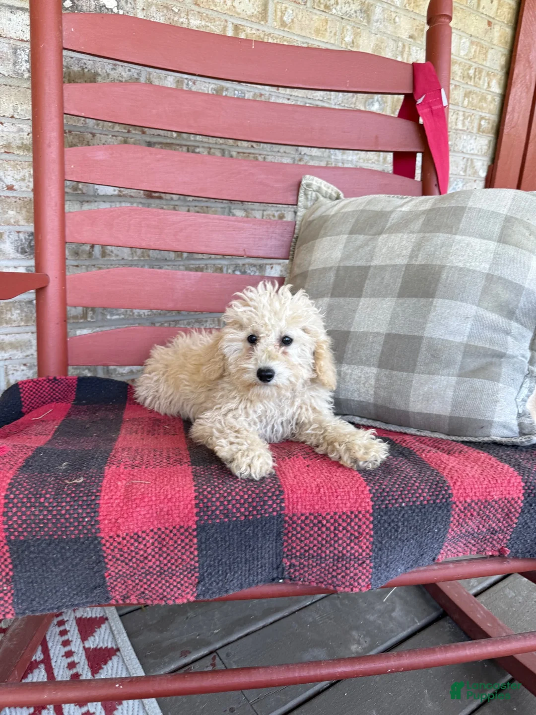 Mixed Breed dogs for sale: Monty - Ad 2
