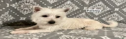 West Highland Terrier dogs for sale: AKC Paisley's Pink Collar Female - Ad 2