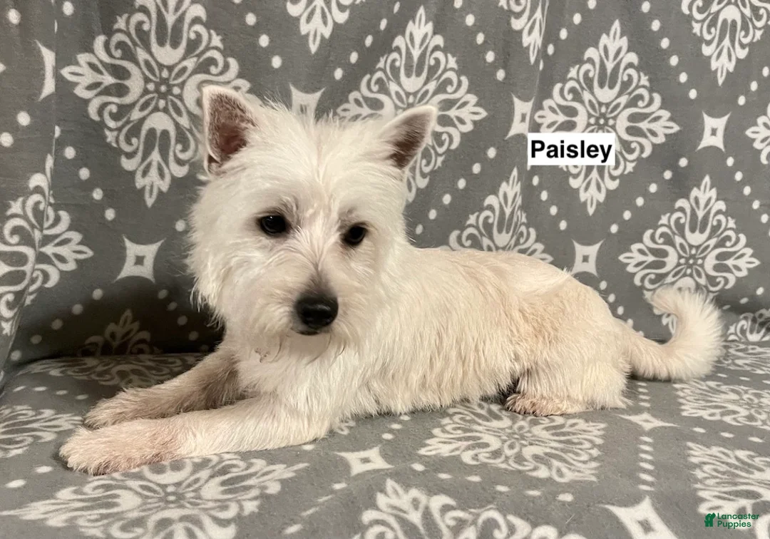 West Highland Terrier dogs for sale: AKC Paisley's Pink Collar Female - Ad 2