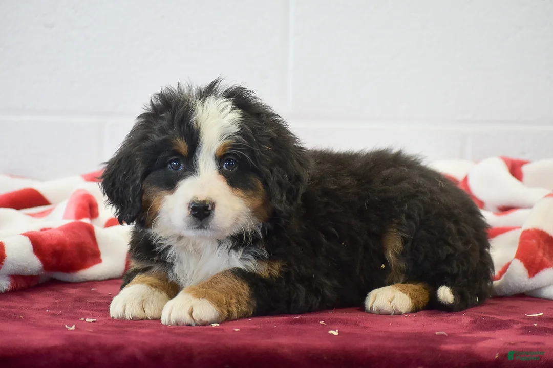 Bernese Mountain Dog dogs for sale: Daisy - Ad 2