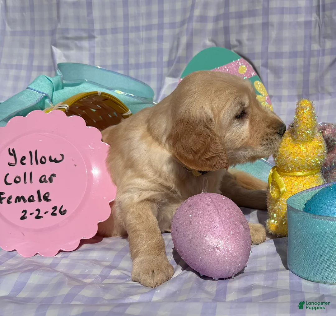 Golden Retriever dogs for sale: Yellow Collar - Ad 1