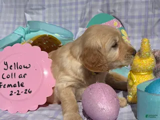 Golden Retriever dogs Yellow Collar - Ad 7