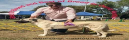 Anatolian Shepherd dogs for sale: Anatolian Shepherd 7 - Ad 12