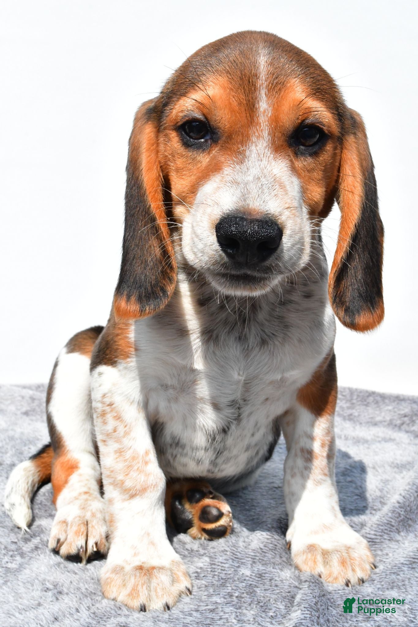 Beagle dogs Mike - Ad 2