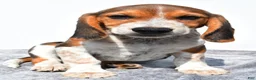 Beagle dogs for sale: Mike - Ad 2