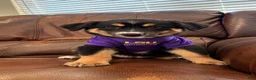Australian Shepherd dogs for sale: Nova  - Ad 5