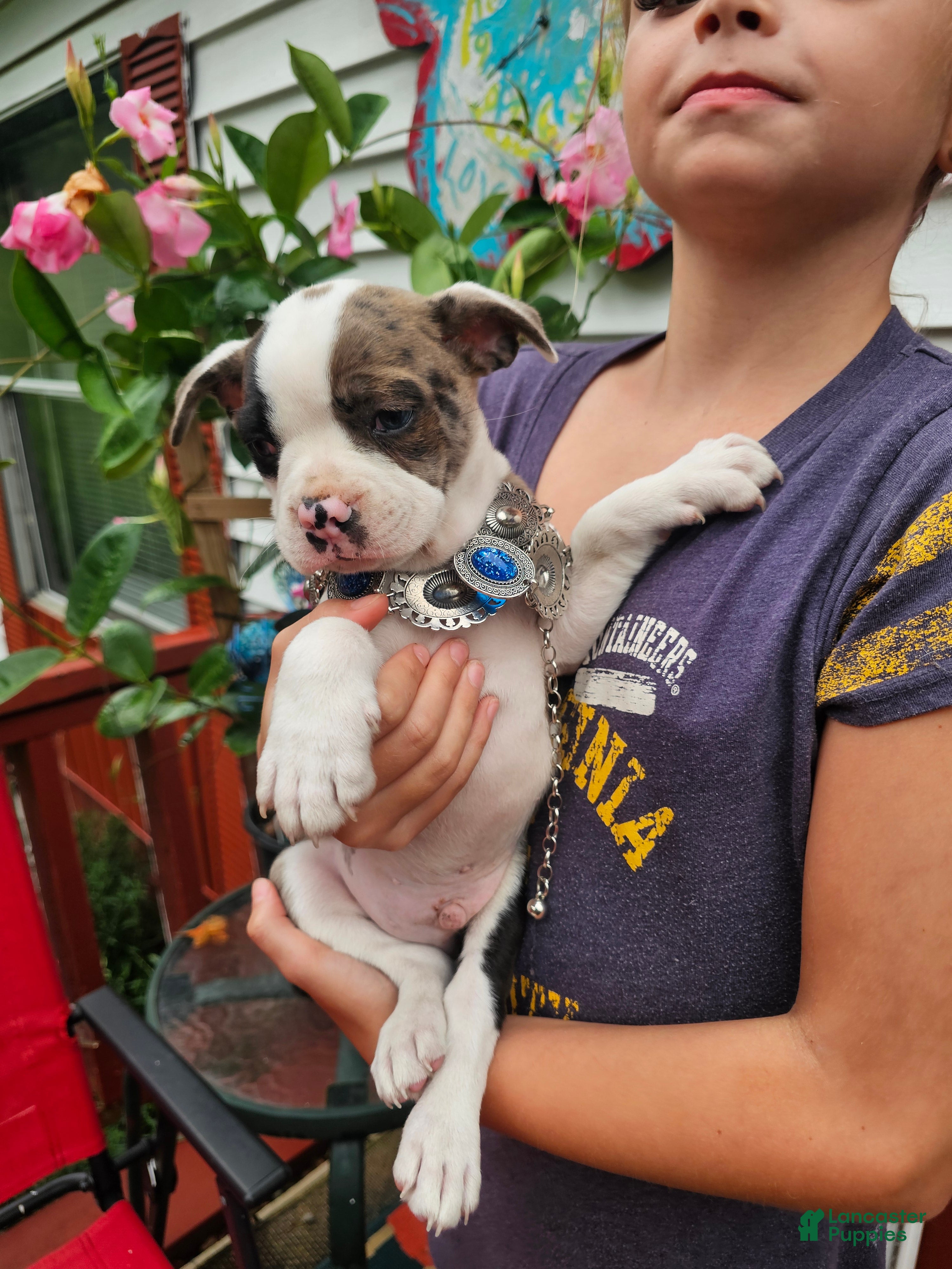 Frenchton dogs Rocky male frenchton - Ad 11
