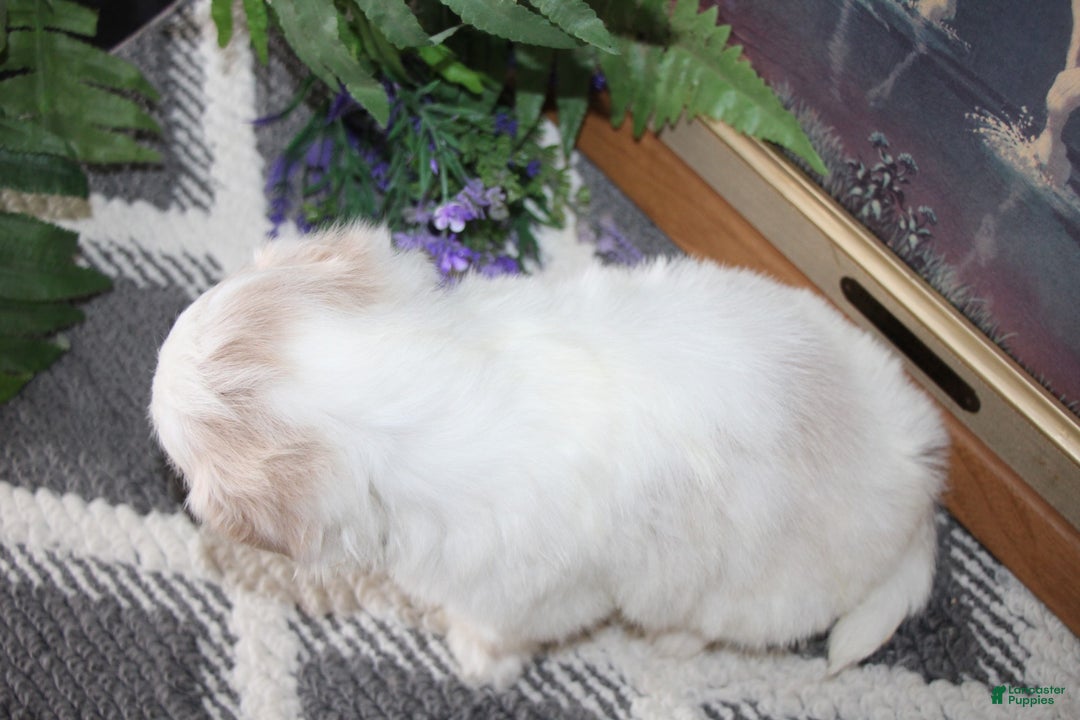 Shih Tzu dogs for sale: Pippin - Ad 7