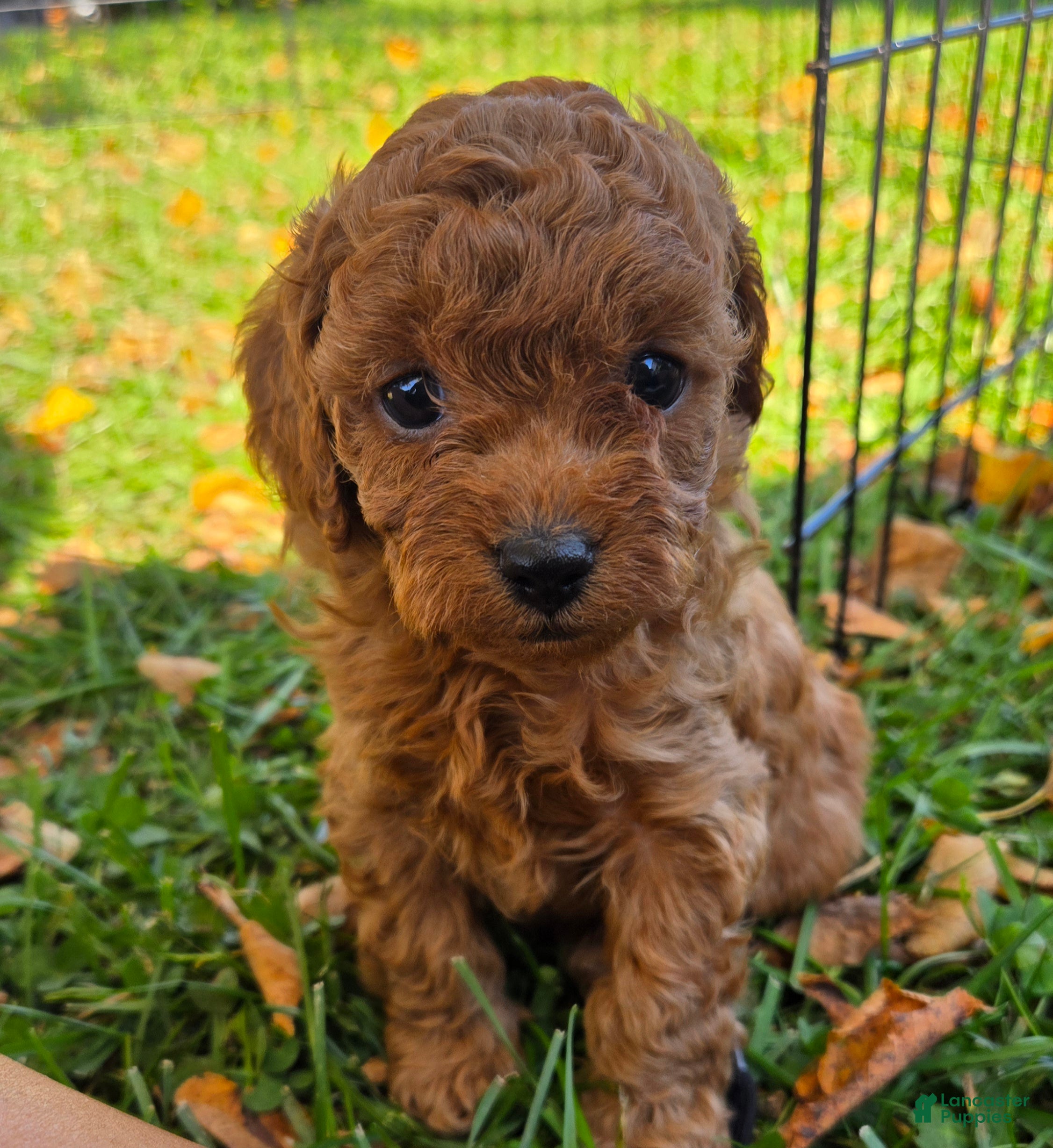 Cavapoo dogs Paisley - Ad 2