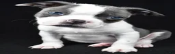 Boston Terrier dogs for sale: Callie - Ad 4