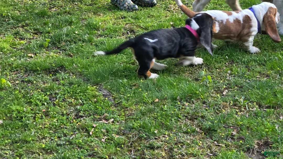 Basset Hound dogs for sale: Basset Hound Puppy 6 - Ad 1