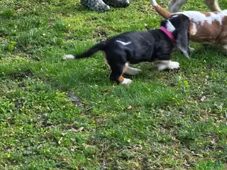 Basset Hound dogs Basset Hound Puppy 6 - Ad 9