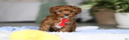Cavapoo dogs for sale: Tiny Teddy - Ad 5