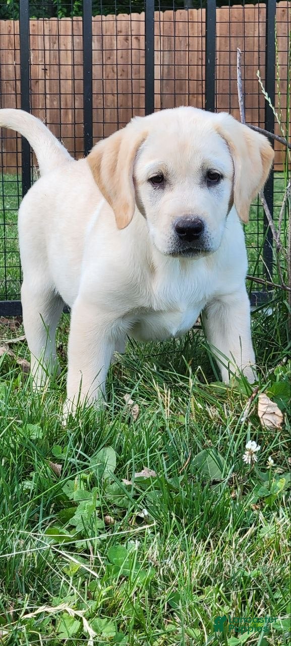 Labrador Retriever dogs Angel - Ad 2