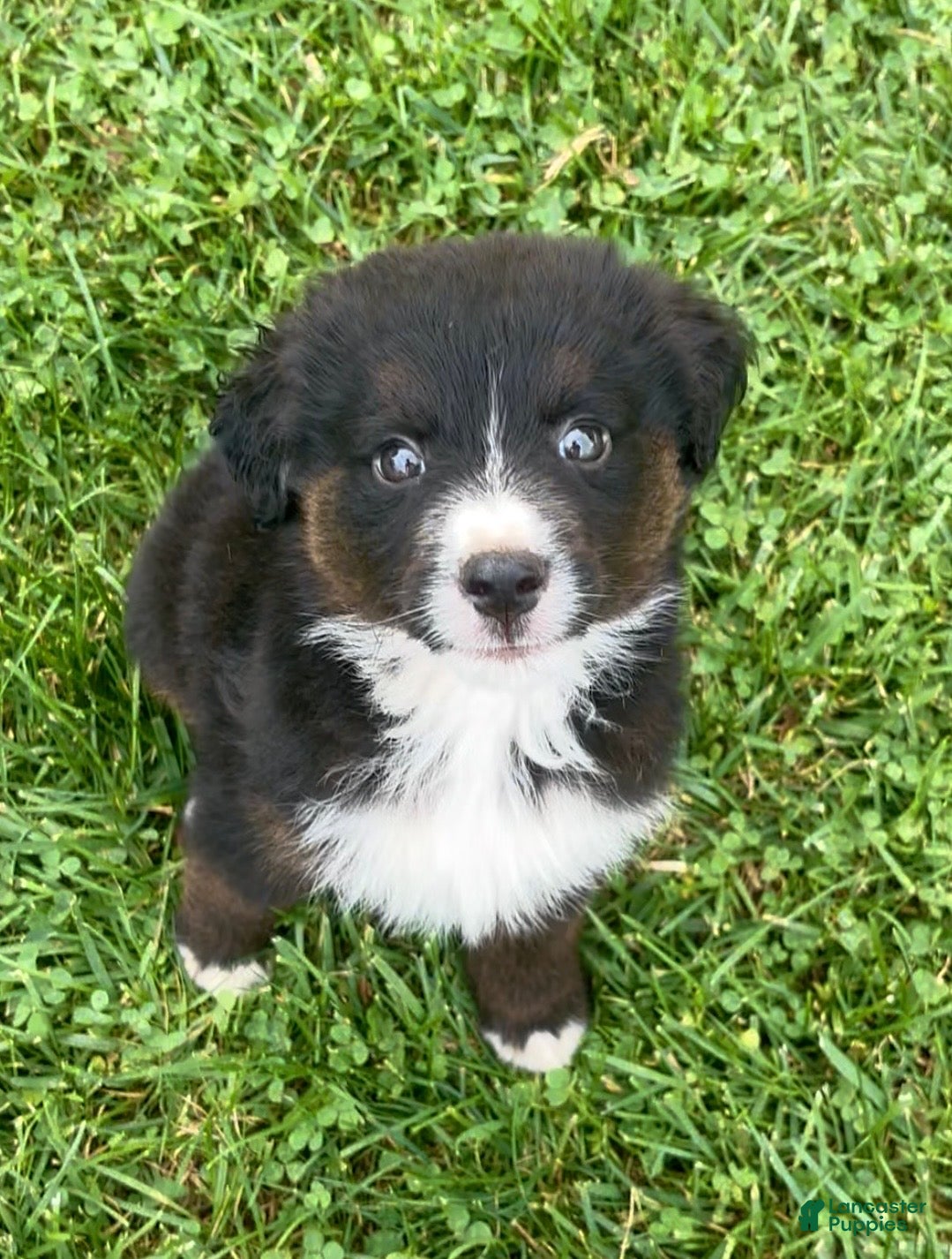 Australian Shepherd dogs Biscuit - Ad 2