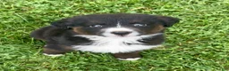 Australian Shepherd dogs for sale: Biscuit - Ad 2