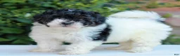Havapoo dogs for sale: Ramona  - Ad 3
