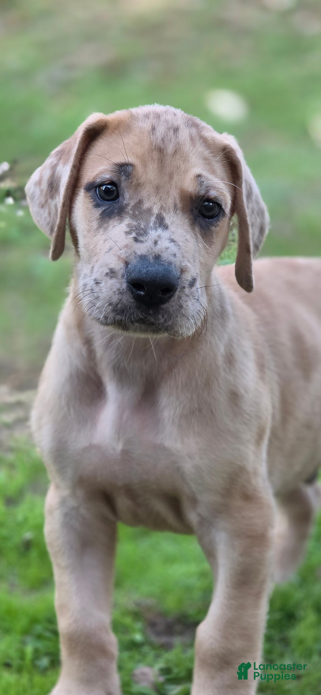 Great Dane dogs for sale: Taj - Ad 3