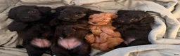 Yorkiepoo dogs for sale: Yumi - Ad 4