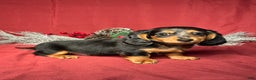 Miniature Dachshund dogs for sale: Hudson - Ad 4