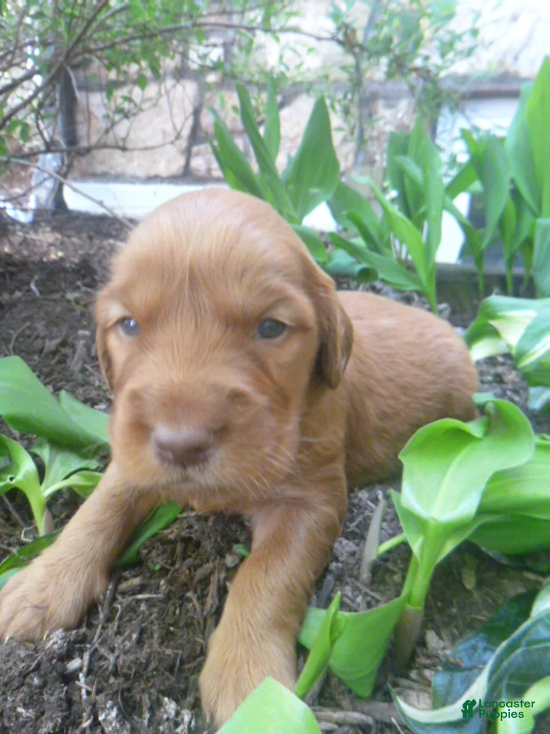 Mixed Breed dogs for sale: Tanner - Ad 1