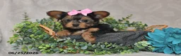 Yorkshire Terrier dogs for sale: Brielle - Ad 2