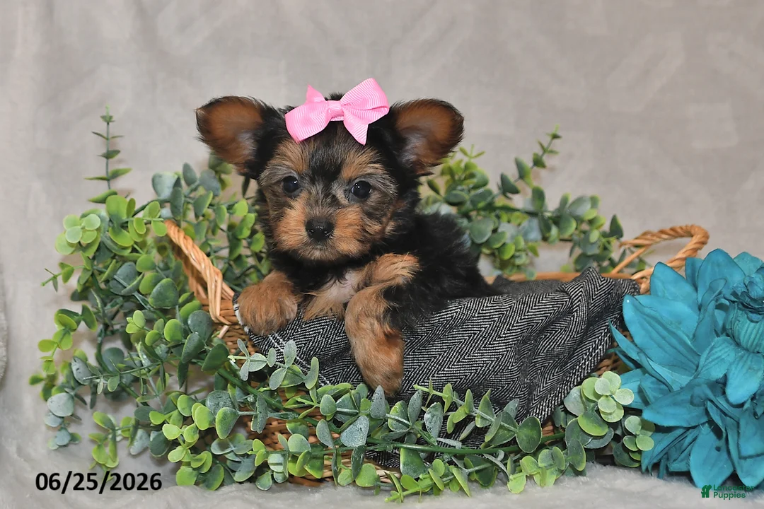 Yorkshire Terrier dogs for sale: Brielle - Ad 2
