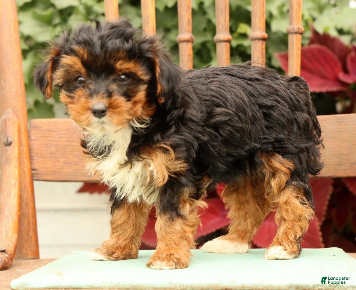 Morkie dogs Darcy - Ad 2