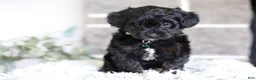 Yorkiepoo dogs for sale: Bentley - Ad 6