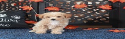 Bichpoo dogs for sale: Axle Tail Wagging Poochon Puppy - Ad 2