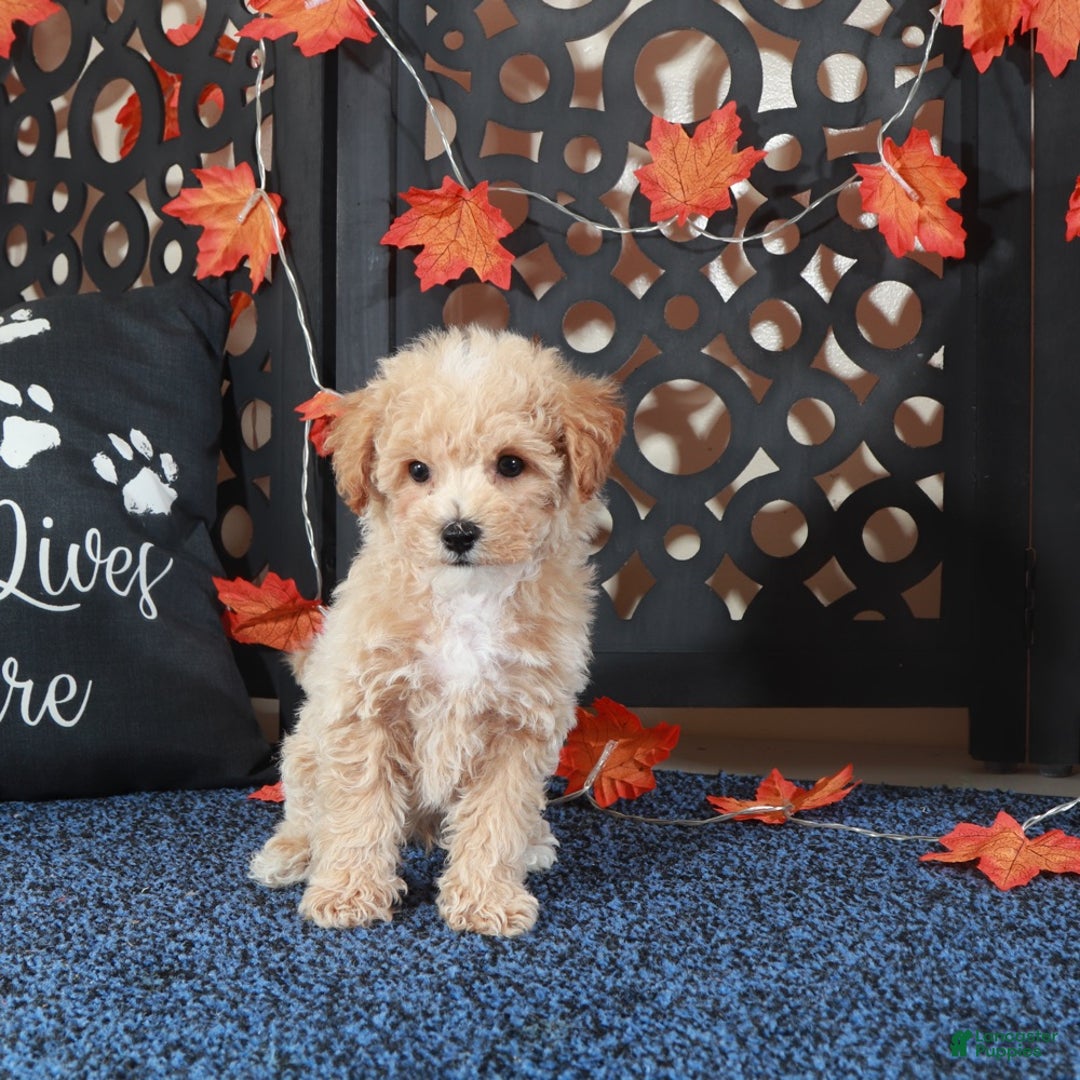 Bichpoo dogs for sale: Axle Tail Wagging Poochon Puppy - Ad 2