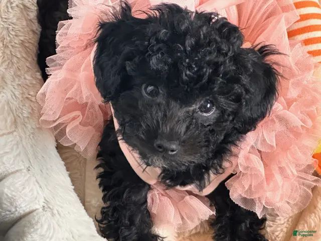 Toy Poodle dogs for sale: Miley - Ad 1