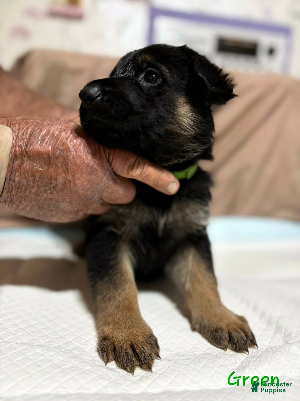 German Shepherd dogs Green Collar Male - Ad 42