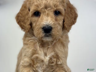 Mixed Breed dogs - Ad 37