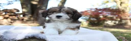 Cavapoo dogs for sale: Maple - Ad 4