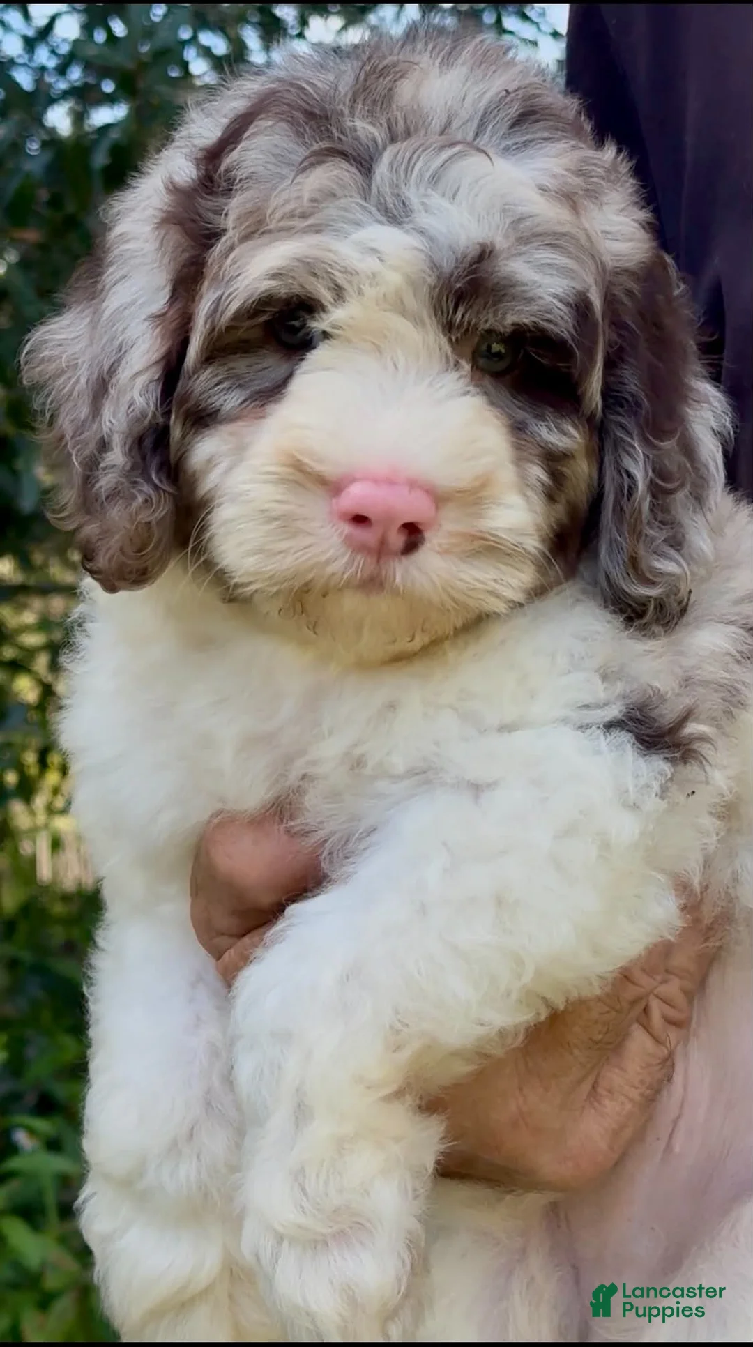 Cockapoo dogs for sale: Truffle - Ad 2