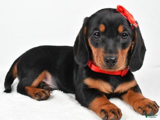 Miniature Dachshund dogs - Ad 9