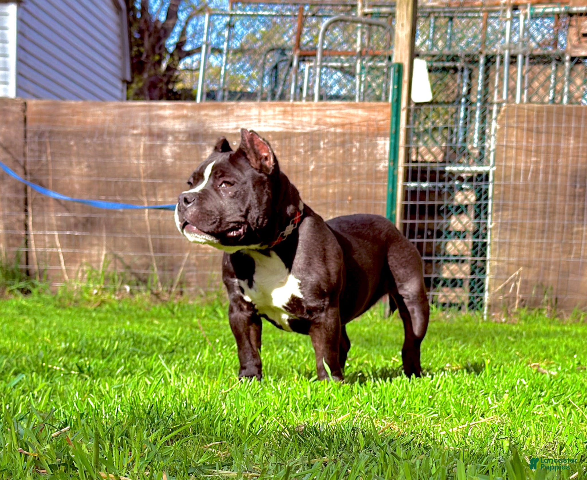 American Bully dogs Pepe - Ad 1