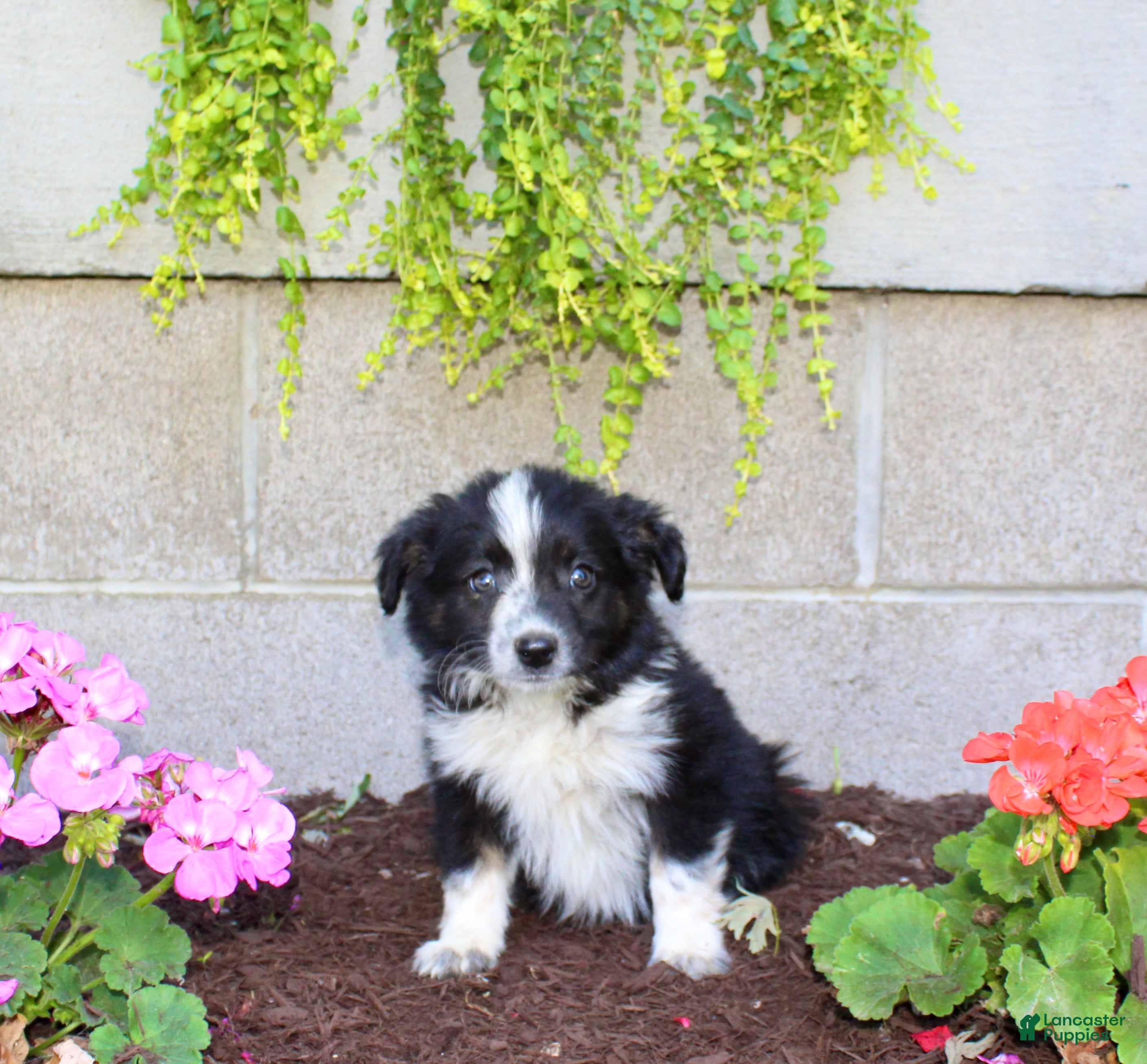 Australian Shepherd dogs Travis  - Ad 2