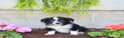 Australian Shepherd dogs for sale: Travis  - Ad 2