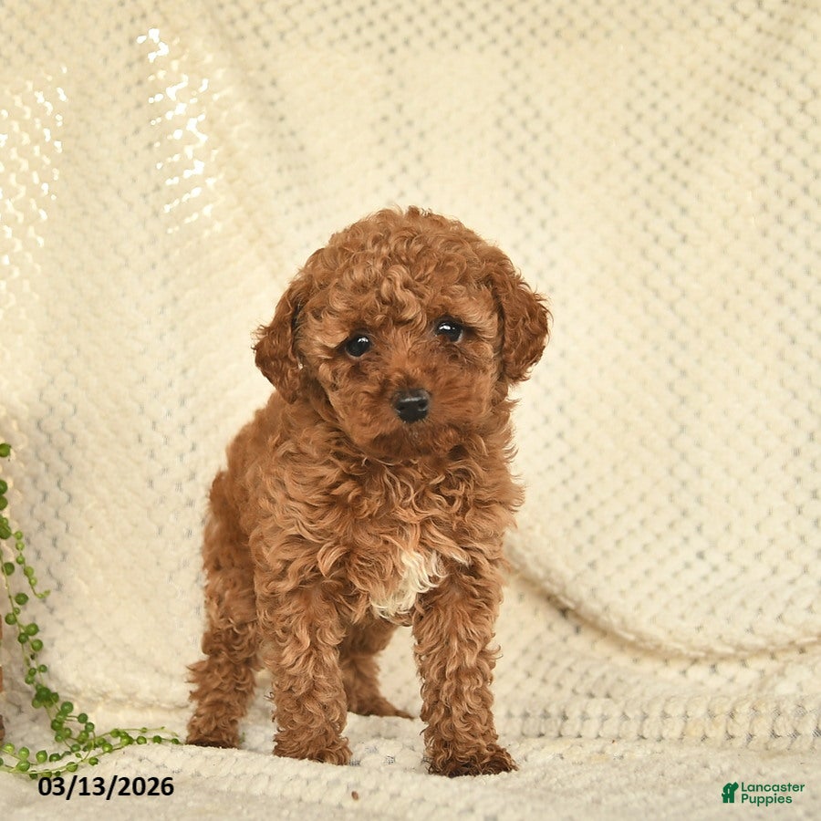 Toy Poodle dogs Hazel  - Ad 2