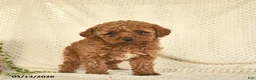 Toy Poodle dogs for sale: Hazel  - Ad 2