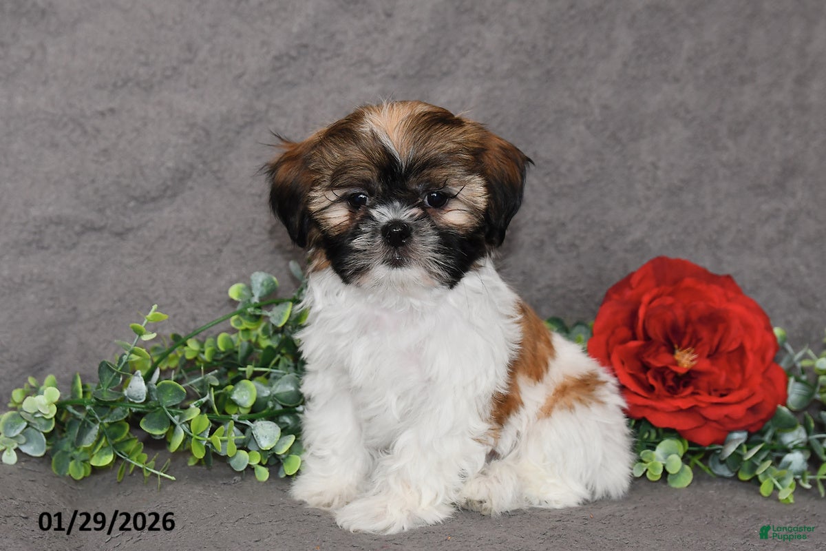 Shih Tzu dogs Connor - Ad 31