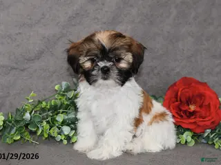 Shih Tzu dogs Connor - Ad 3