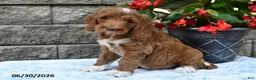Goldendoodle dogs for sale: Oliver - Ad 1