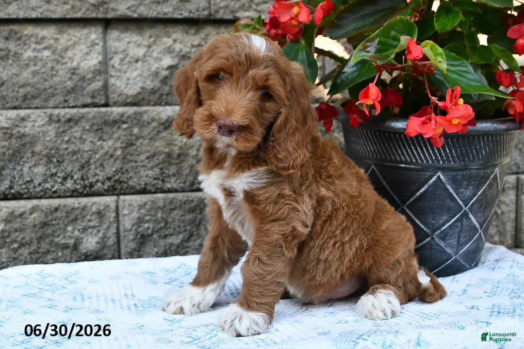 Goldendoodle dogs for sale: Oliver - Ad 1