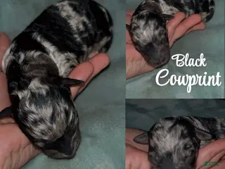 Labradoodle dogs Willow - Ad 7