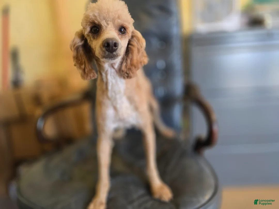 Cavapoo dogs for sale: Cream - Ad 6