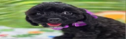 Cavapoo dogs for sale: Twink - Ad 7